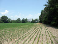 EC04 - Proposed Site for the Arena Barn Complex East Field