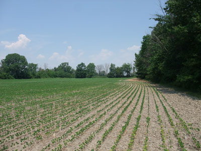 EC - Proposed Site for Arena Barn Complex - East Field