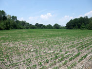 EC06 - Future Hay Fields and 7 Acre Bush