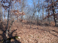 Proposed Building Site Looking South up to Ridge