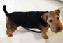 Welsh Terrier - DaBoys + One - Morgan's Arrvial 2