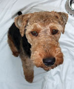 Welsh Terrier - Morgan