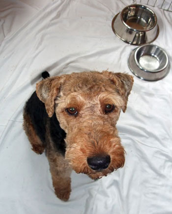 Welsh Terrier - Morgan in Muskoka - 2010