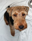 Welsh Terrier - DaBoys + One - Morgan