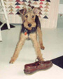 Wlesh Terrier - Baxter with the Shoe du Jour