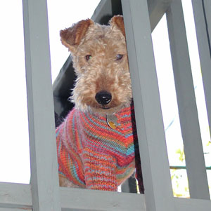 Bertie in His Strped Sweater