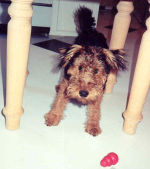 Welsh Terrier Puppy Baxter - 1995