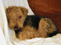 Bertie on the Couch