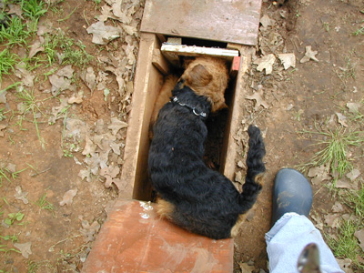 Welsh Terrier - Brody - Going to Ground