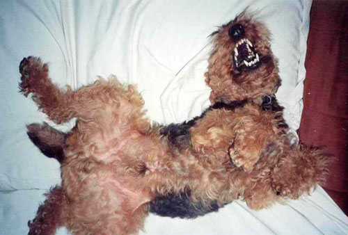 Welsh Terrier - Wild Dog - Baxter en Repose
