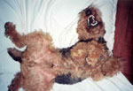 Baxter - Wild Dog