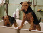 Bath Time for DaBoys