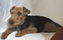 Welsh Terrier - Baxter on the Couch