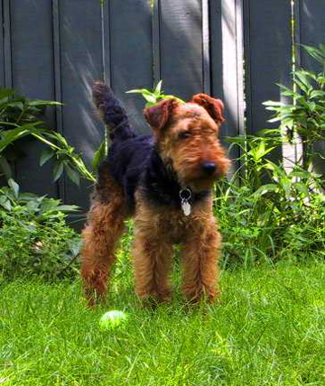 Welsh Terrier - Daboys the Book - Bertie with a Ball
