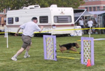 Welsh Terrier - Daboys - Baxter doing Agility