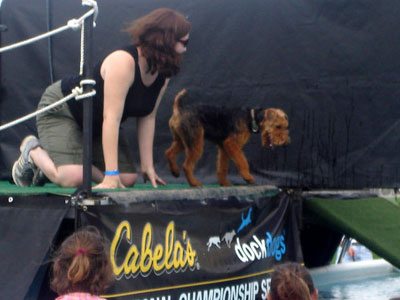 Dock Dogs - Welsh Terrier - Moe Preparing for the Jump