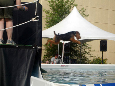 Dock Dogs - Welsh Terrier - Moe Jumping